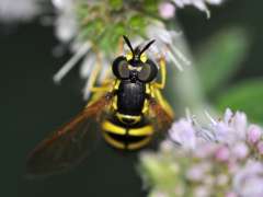 Chrysotoxum verralli